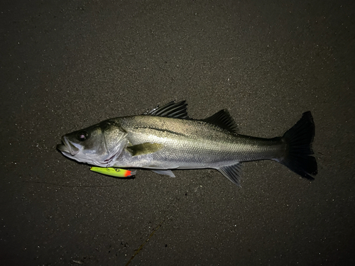 フッコ（マルスズキ）の釣果