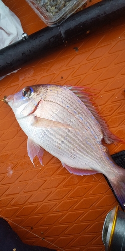 ハナダイの釣果