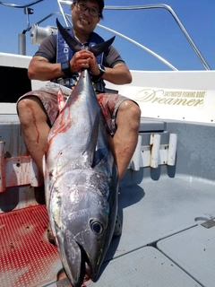 キハダマグロの釣果