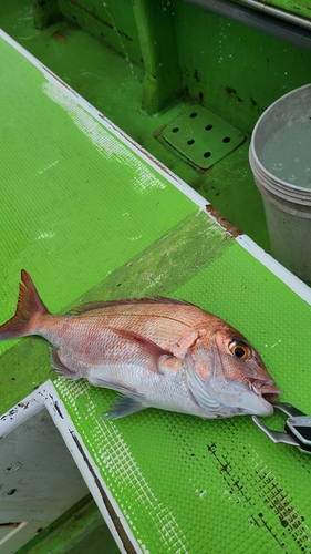 マダイの釣果