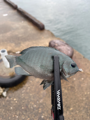 グレの釣果