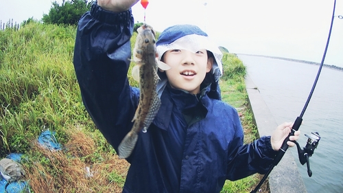 ハゼの釣果