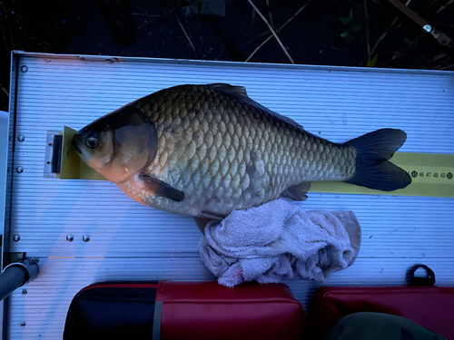 ヘラブナの釣果