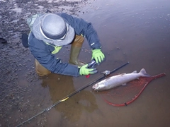 イトウの釣果