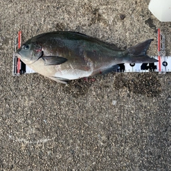 オナガグレの釣果