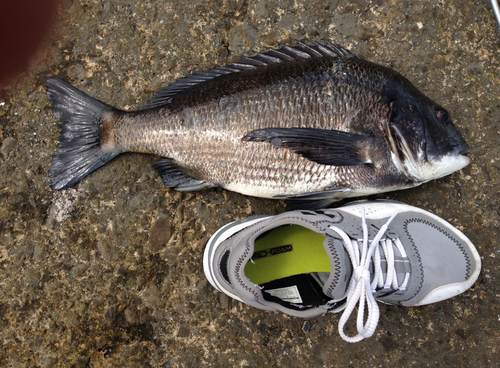 チヌの釣果