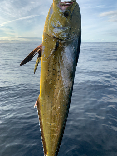 シイラの釣果