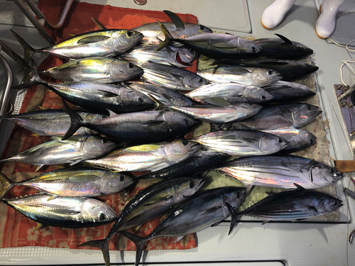 シビの釣果