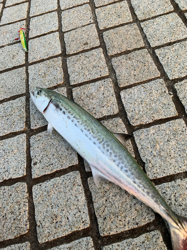 サゴシの釣果