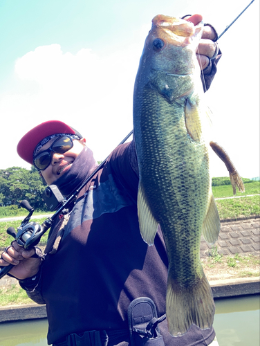 ラージマウスバスの釣果