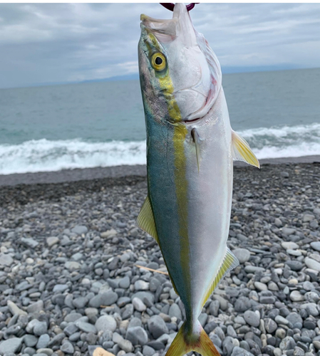 ワカシの釣果