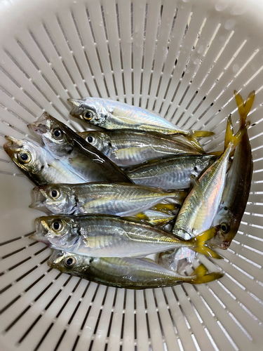 アジの釣果