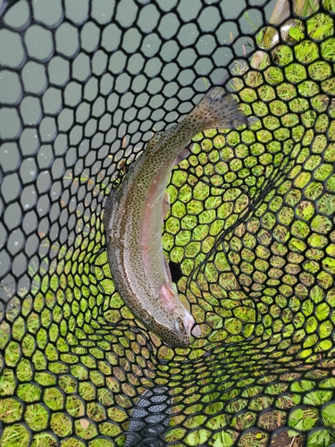 ニジマスの釣果