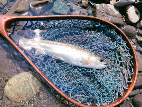 ニジマスの釣果