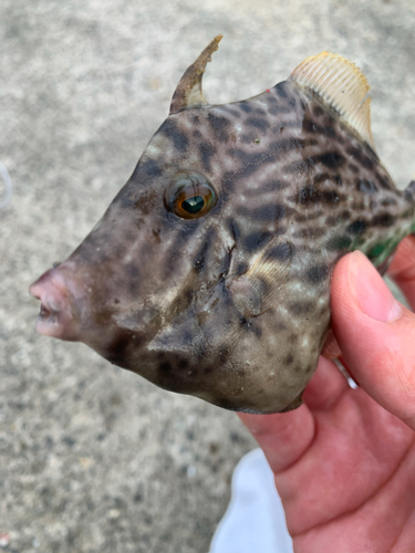 カワハギの釣果