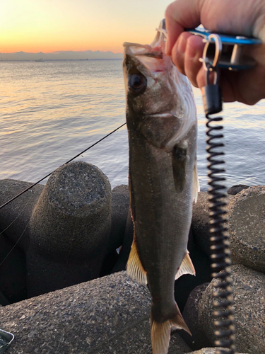 釣果