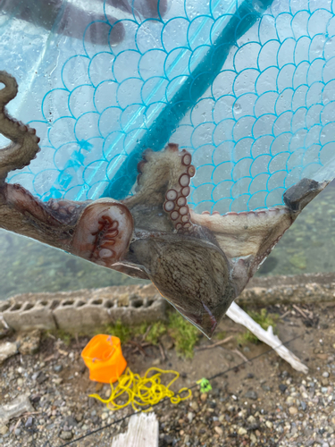 タコの釣果