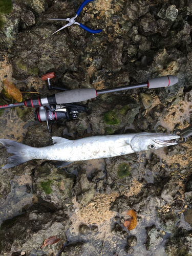 オニカマスの釣果