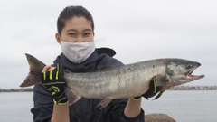 シロザケの釣果