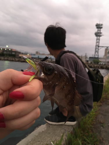 シロメバルの釣果