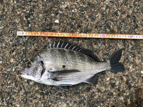 メイタの釣果