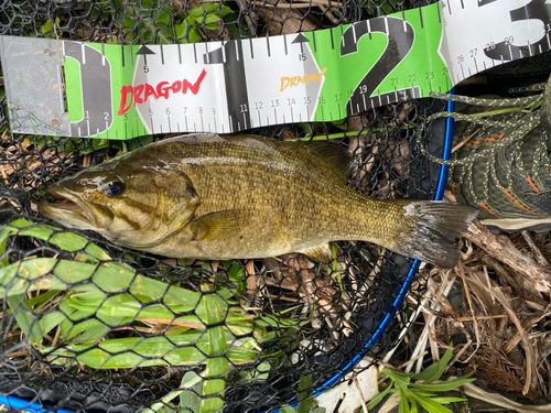 スモールマウスバスの釣果