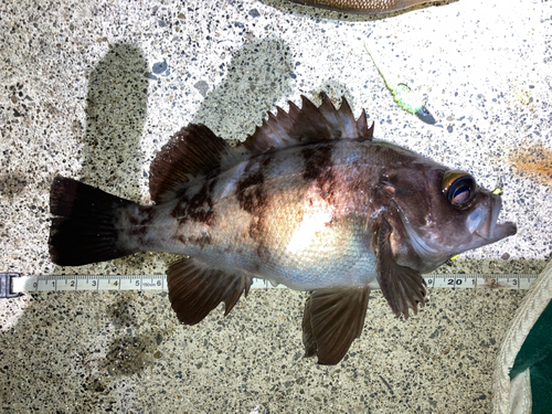 メバルの釣果