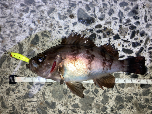 メバルの釣果