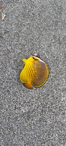 スズメダイの釣果