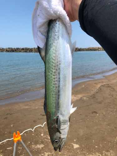 サゴシの釣果