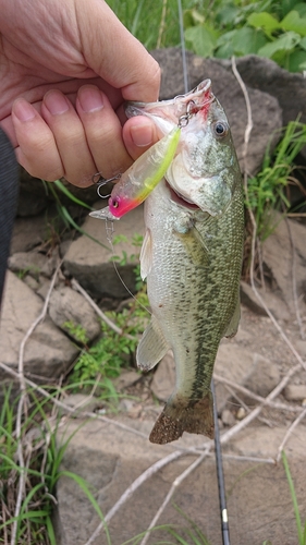 ブラックバスの釣果