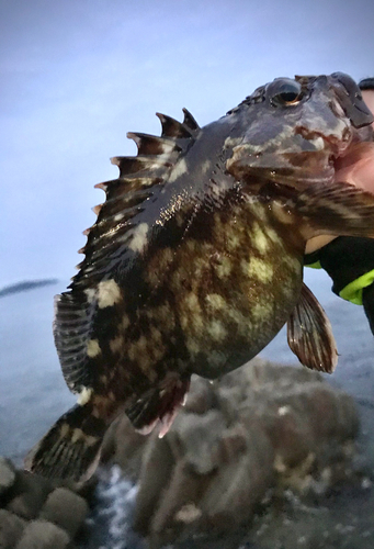 カサゴの釣果