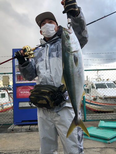 ハマチの釣果