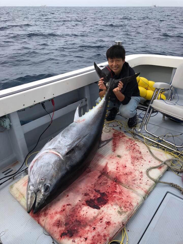 クロマグロの釣果