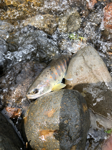 アマゴの釣果