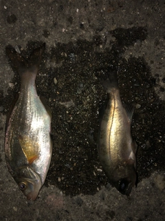 ウミタナゴの釣果