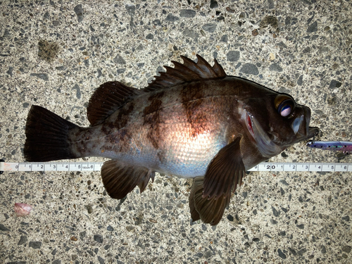 メバルの釣果