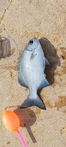 イスズミの釣果