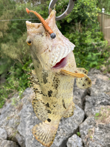 イシミーバイの釣果