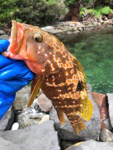 アコウの釣果