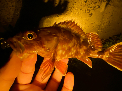 カサゴの釣果