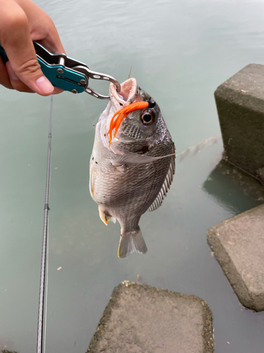 キビレの釣果