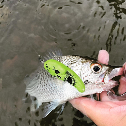 オオクチユゴイの釣果