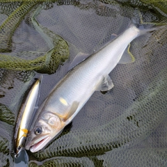 アユの釣果