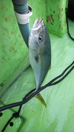 イナダの釣果