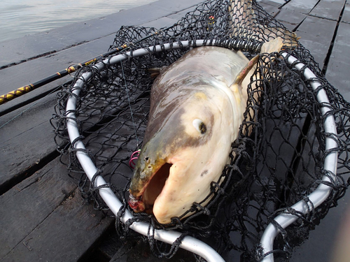 メコンオオナマズの釣果