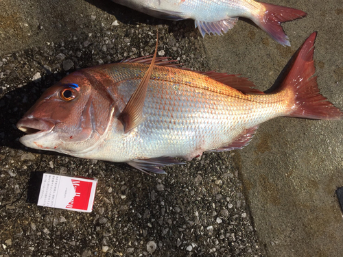 マダイの釣果