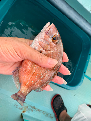 マダイの釣果