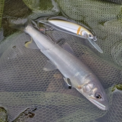 アユの釣果