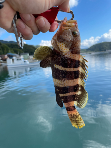 アオハタの釣果